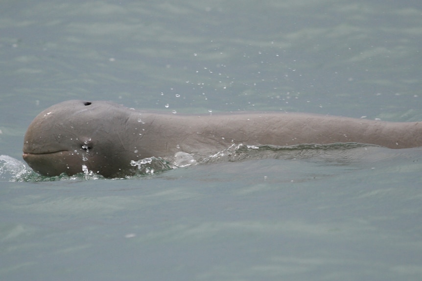 A very round-headed gray dolphin floating on the surface of blue ocean waters.
