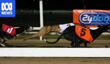 Injured trainer to return $40k compensation to Greyhound Racing SA, tribunal rules