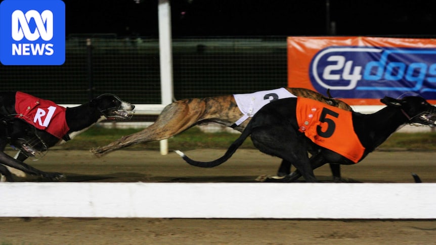 Injured trainer to return $40k compensation to Greyhound Racing SA, tribunal rules