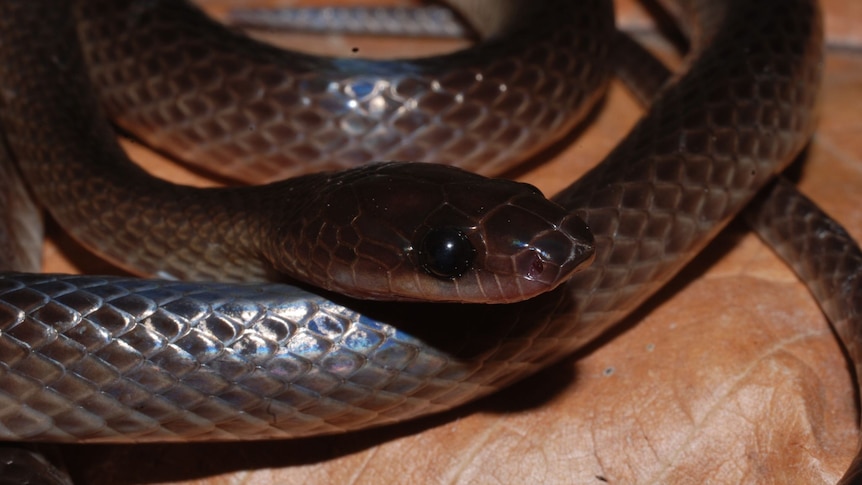 New PNG snake species named after Guns N' Roses lead guitarist