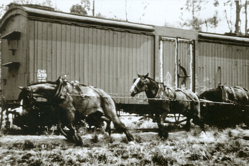 A black-and-white photo of horses pulling something out of sight in front of a train wagon.