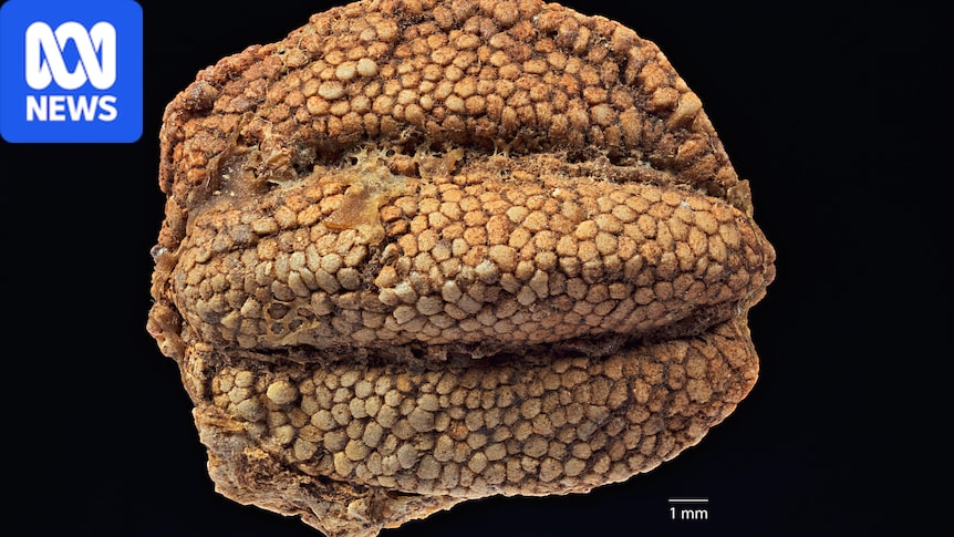  Central Queensland fossilised fruits discovery changes understanding of plant evolutionary history 