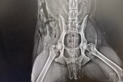 An x-ray of a shot dog