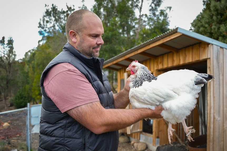 White and grey chickens