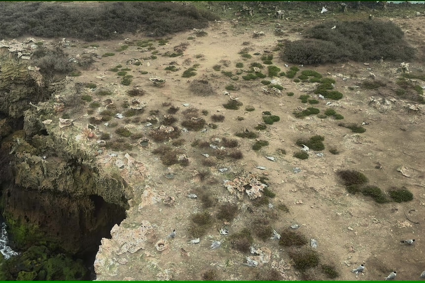 Small white bird carcasses peppered across rocky surfaces on a small island