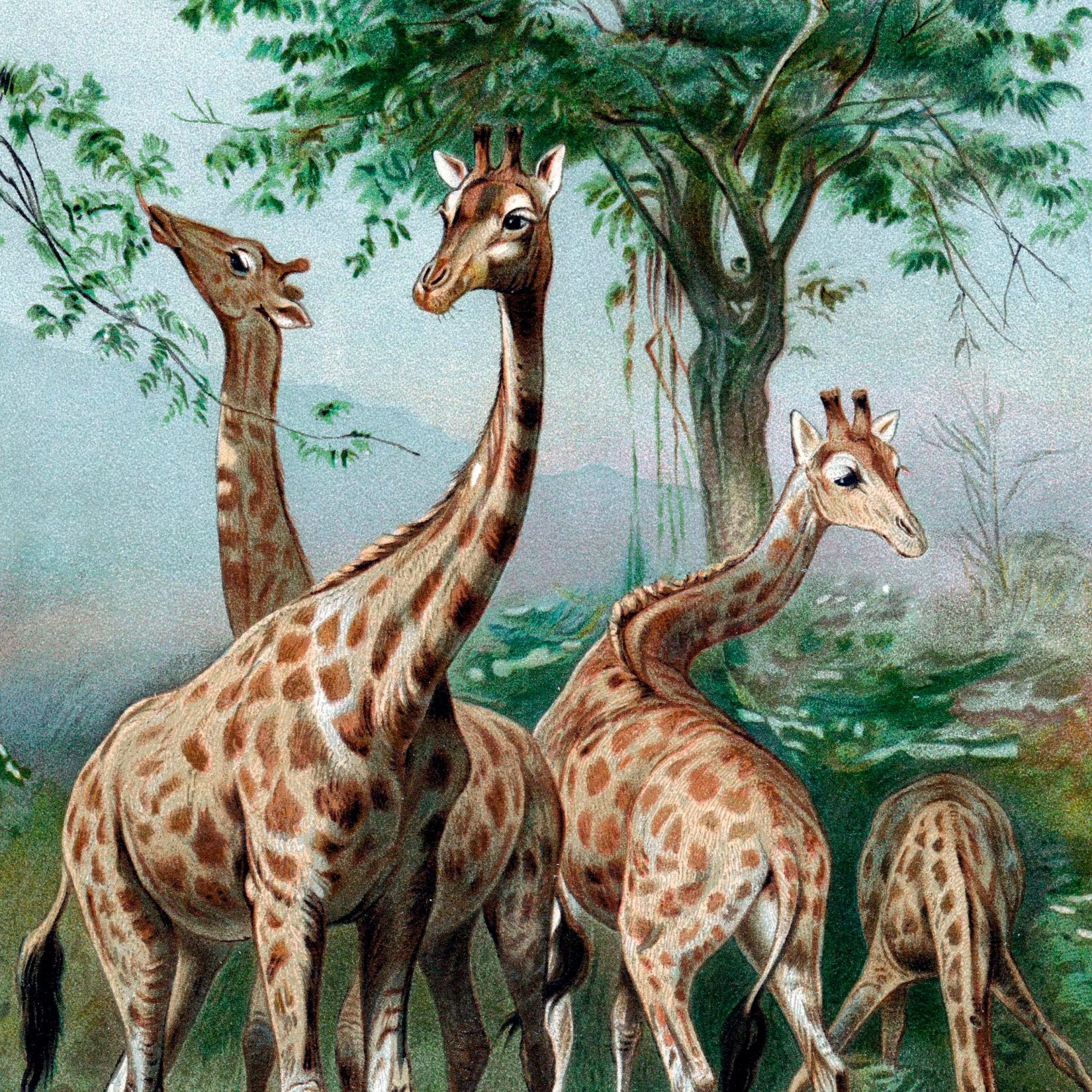Lamarck suggested that giraffes developed their long necks by stretching to reach the higher leaves in trees