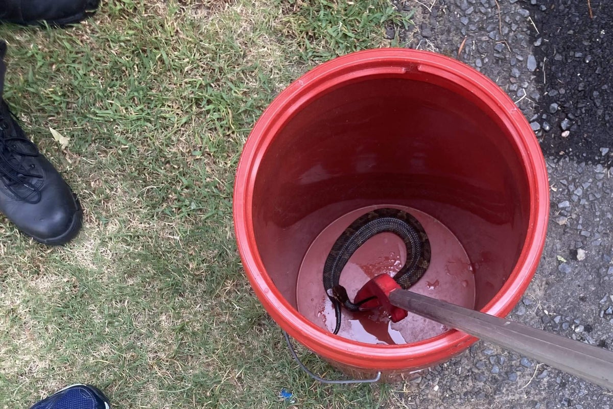 Venomous snake hides in football player’s helmet during practice — while he wears it