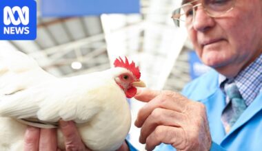 H5N1 bird flu spread threatens Melbourne Royal Show poultry exhibiton