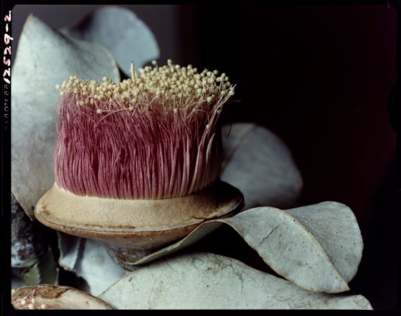 Dupain loved to shoot flowers. This image, taken in 1985 and rarely seen, is of West Australian Eucalyptus macrocarpa.
