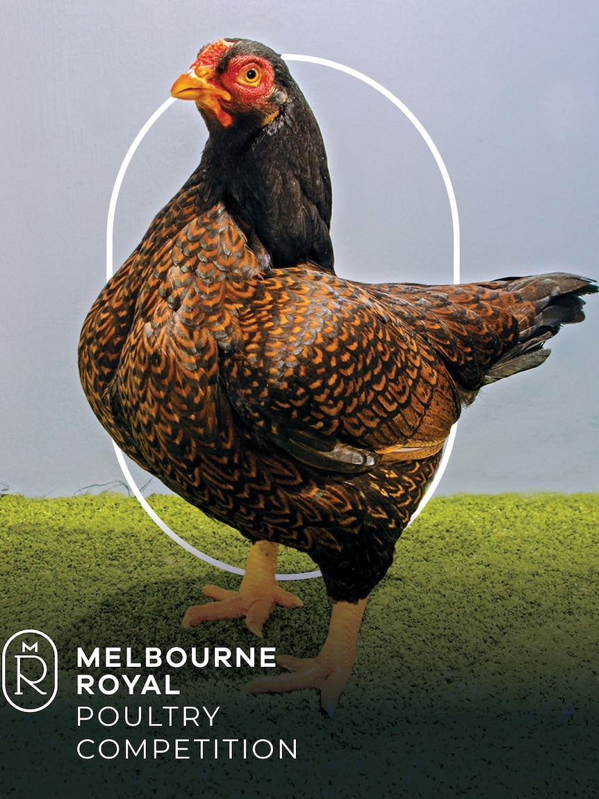 A brown chicken in a poultry competition.