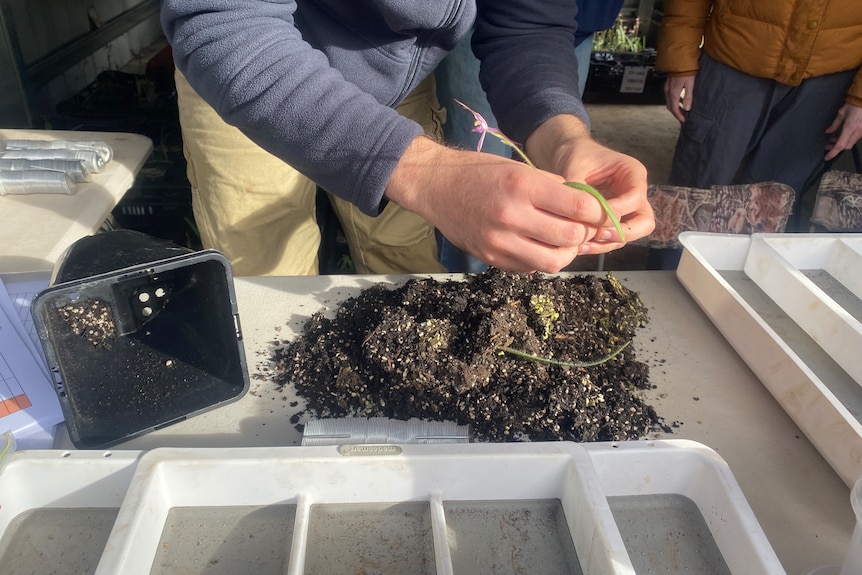 Soil on a table with someone sorting through it.