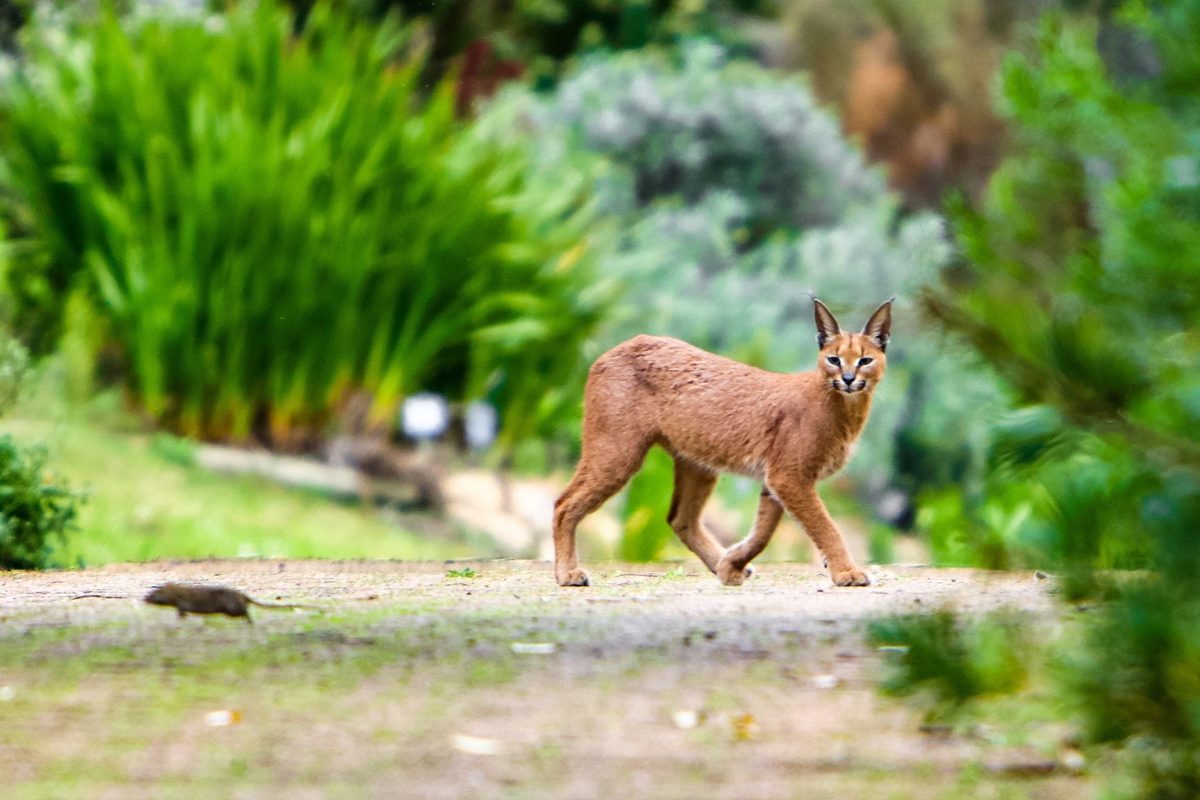 A caracal hunting a rat in Kirstenbosch National Botanical Gardens, Cape Town, South Africa, where they have been found to be exposed to high levels of rat poisons