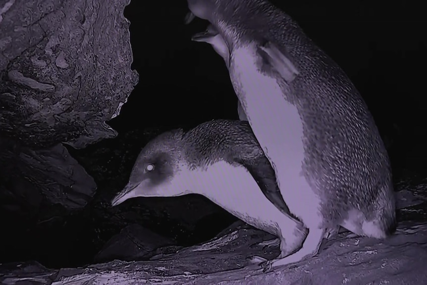 Night vision of three little penguins next to a rock