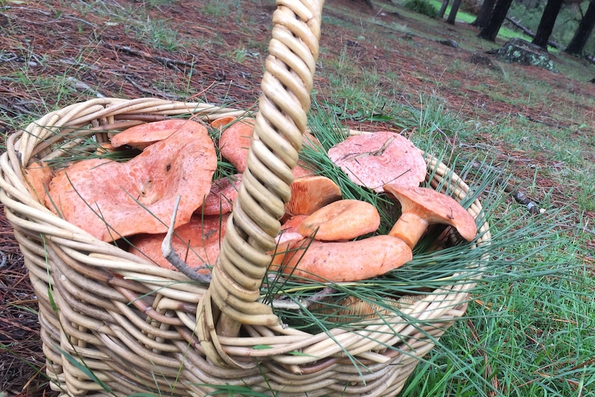 Basket full of mushrooms, sitting on floor of forest
