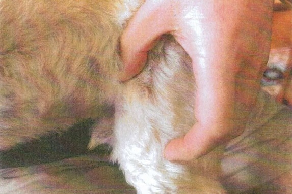 Otis left hind leg wound