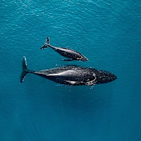 AMCS-Protect Ningaloo is campaigning to stop the port that would attract shipping through a critical humpback whale resting and nursing ground.