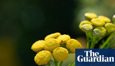 Country diary: One flower here is thriving, defying the drought | Environment