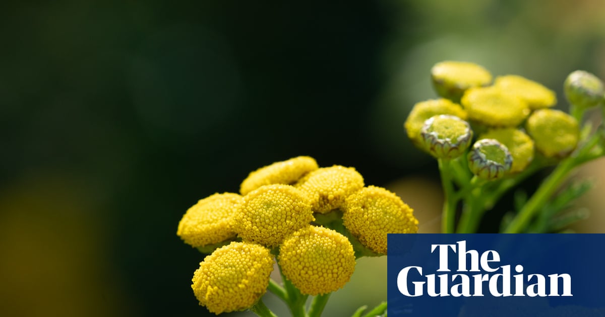 Country diary: One flower here is thriving, defying the drought | Environment