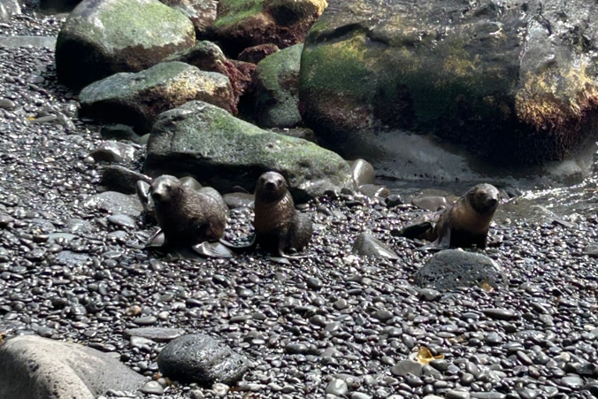 A group of seal pups coming out of the water on a rocky beach.