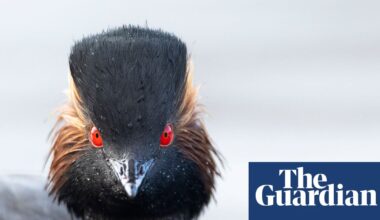 ‘Nature thrives when given a chance’: restored Cheshire wetland now a haven for rare grebe | Birds