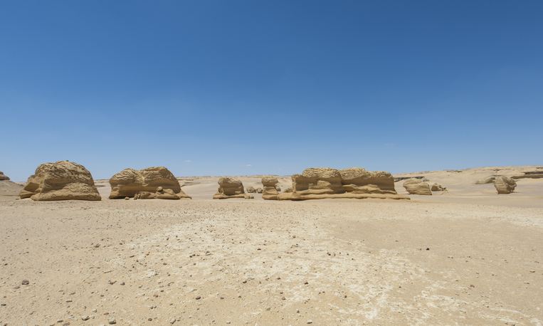 Researchers Find Shark Graveyard—in the Desert