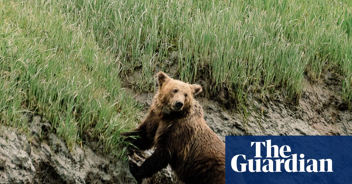 ‘We humans are inept at taking care of baby animals’: why well-fed orphan bears die in the wild | Animals