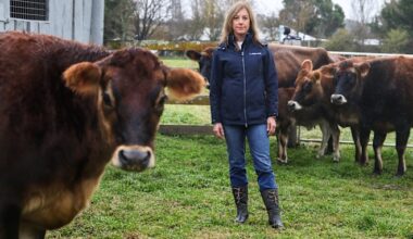 AI in agriculture: How new breath-analysis technology helps farmers monitor livestock health and productivity