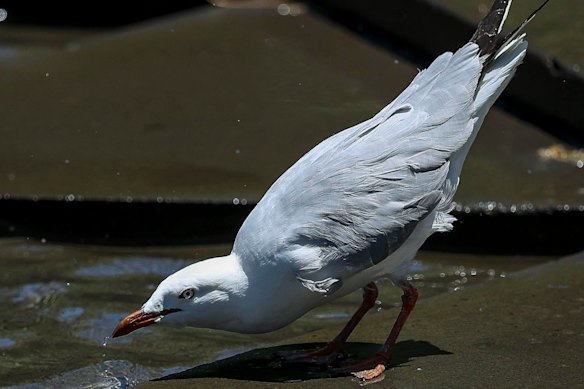 The first case has been detected in a seagull.