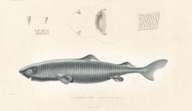 What A 400-Year-Old Shark Can Teach Us About Human Longevity