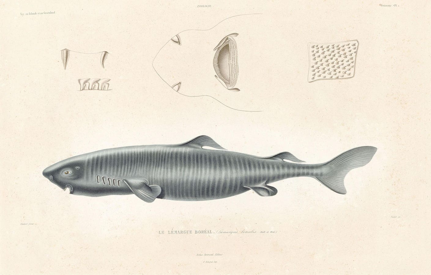 What A 400-Year-Old Shark Can Teach Us About Human Longevity