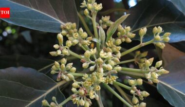 Why avocado flowers change male and female phases every day, and the genetic timing that helps trees cross-pollinate |