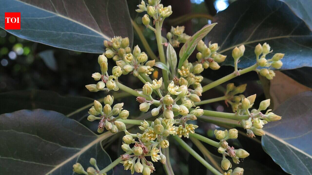 Why avocado flowers change male and female phases every day, and the genetic timing that helps trees cross-pollinate |