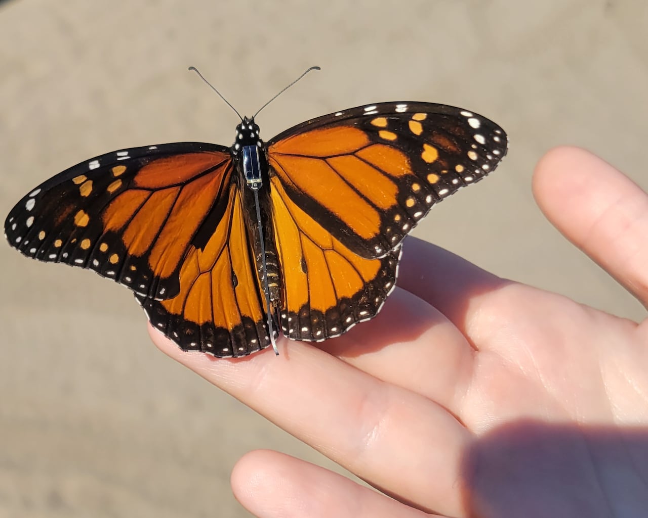 a monarch butterfly is held in a person's hands.