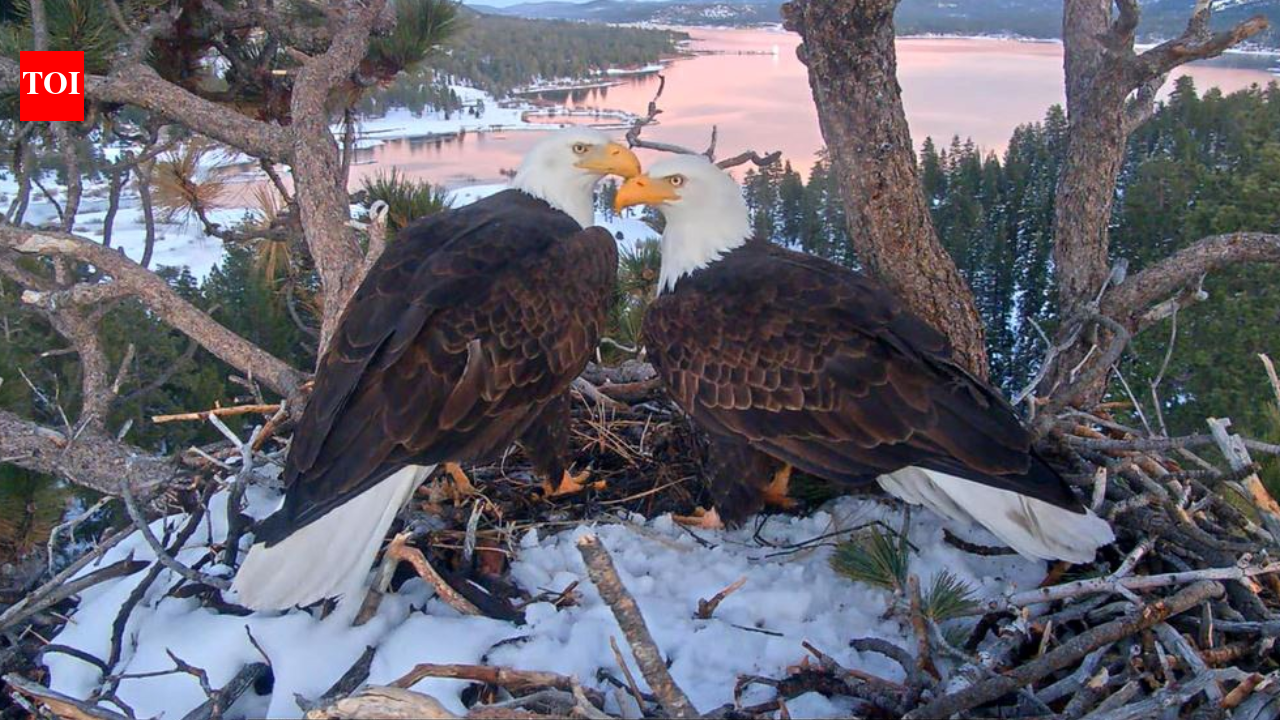Internet's famous Bald Eagles, Jackie and Shadow, gets millions in donation from OpenAI co-founder Greg Brockman and his wife to protect their nest