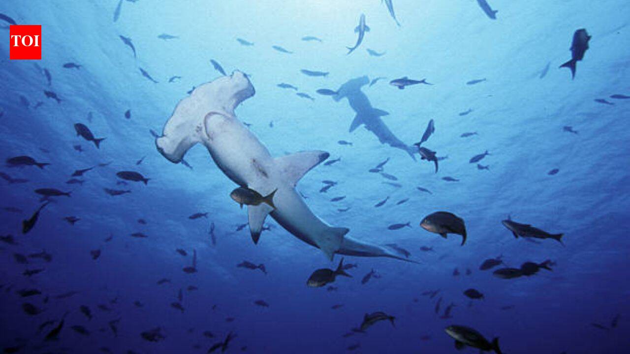 As UK oceans warm up, experts warn great white sharks are 'already lurking off beaches' and another toothy predator could follow