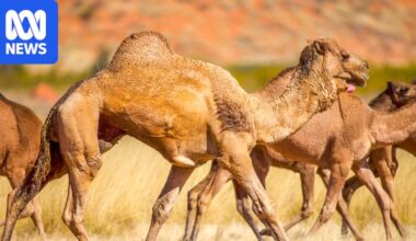Novel appetite for camel meat helps WA pastoralist fight feral population