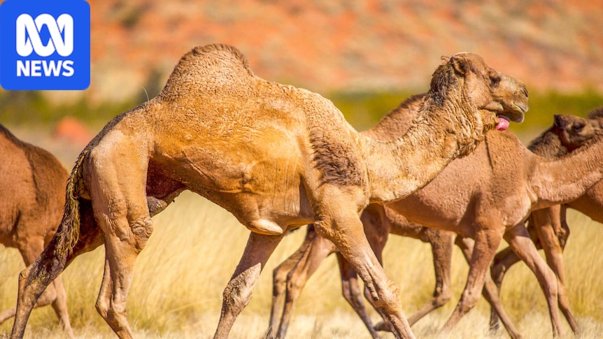 Novel appetite for camel meat helps WA pastoralist fight feral population