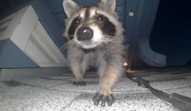 The next Toronto? Reports of urban raccoons on the rise in Calgary