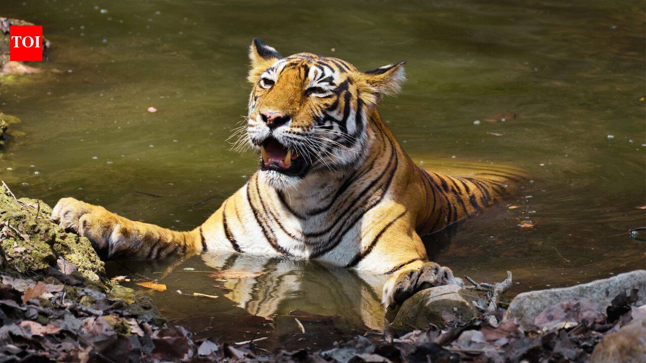 From Corbett's Paro to Tadoba's Maya: Meet the celebrity tigers and tigresses that turned India's wildlife sanctuaries into global safari destinations