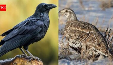 Why wildlife managers are coating raven eggs with nontoxic oil to protect sage-grouse