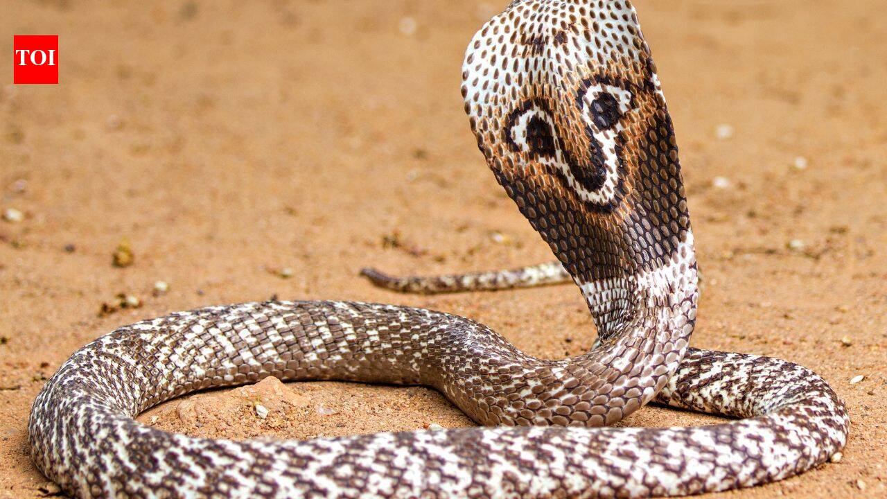 5 Scariest and most poisonous snakes found in Australia |