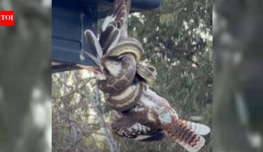A carpet python caught a kookaburra while hanging from a Queensland roof; snake catchers freed the bird and watched it recover within minutes