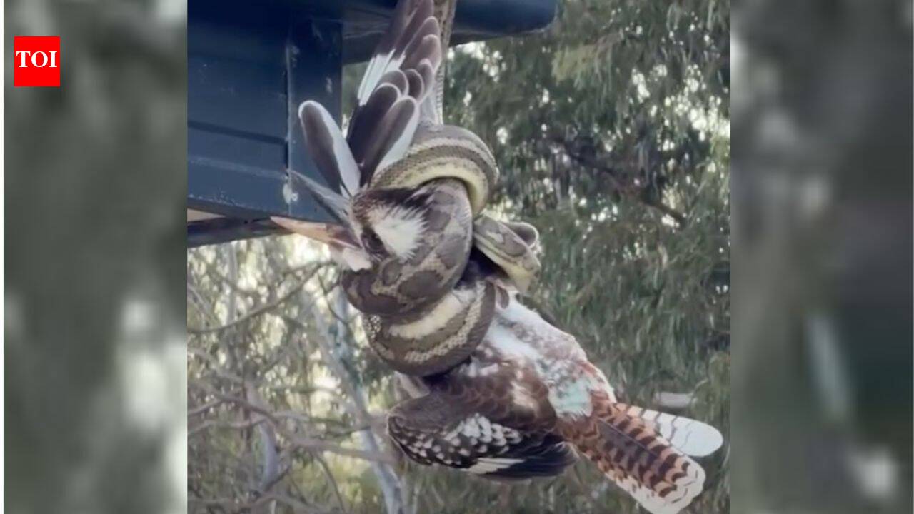 A carpet python caught a kookaburra while hanging from a Queensland roof; snake catchers freed the bird and watched it recover within minutes