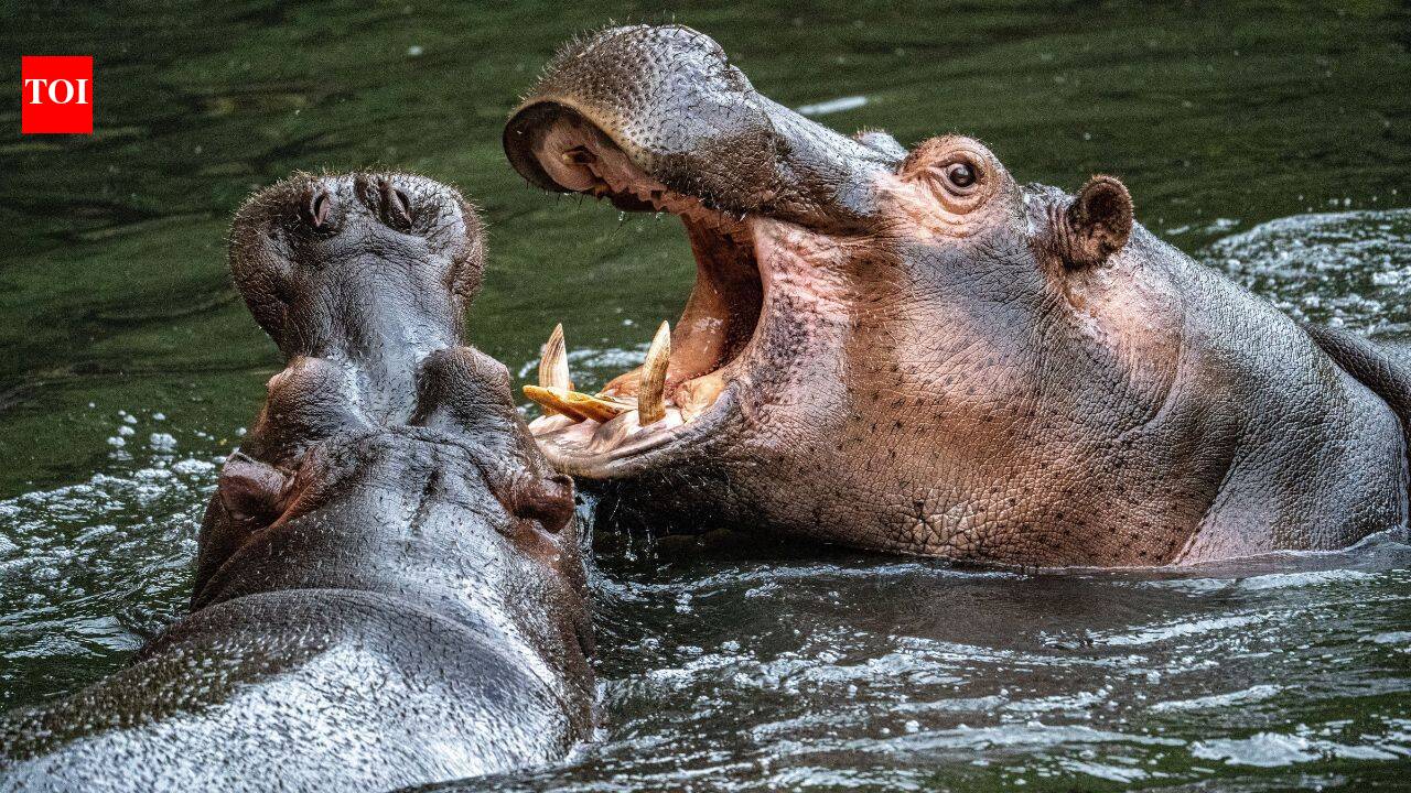 In 1980s, Colombia inherited 4 hippos left behind at Pablo Escobar's estate, but today they have grown into world's largest invasive hippo population |