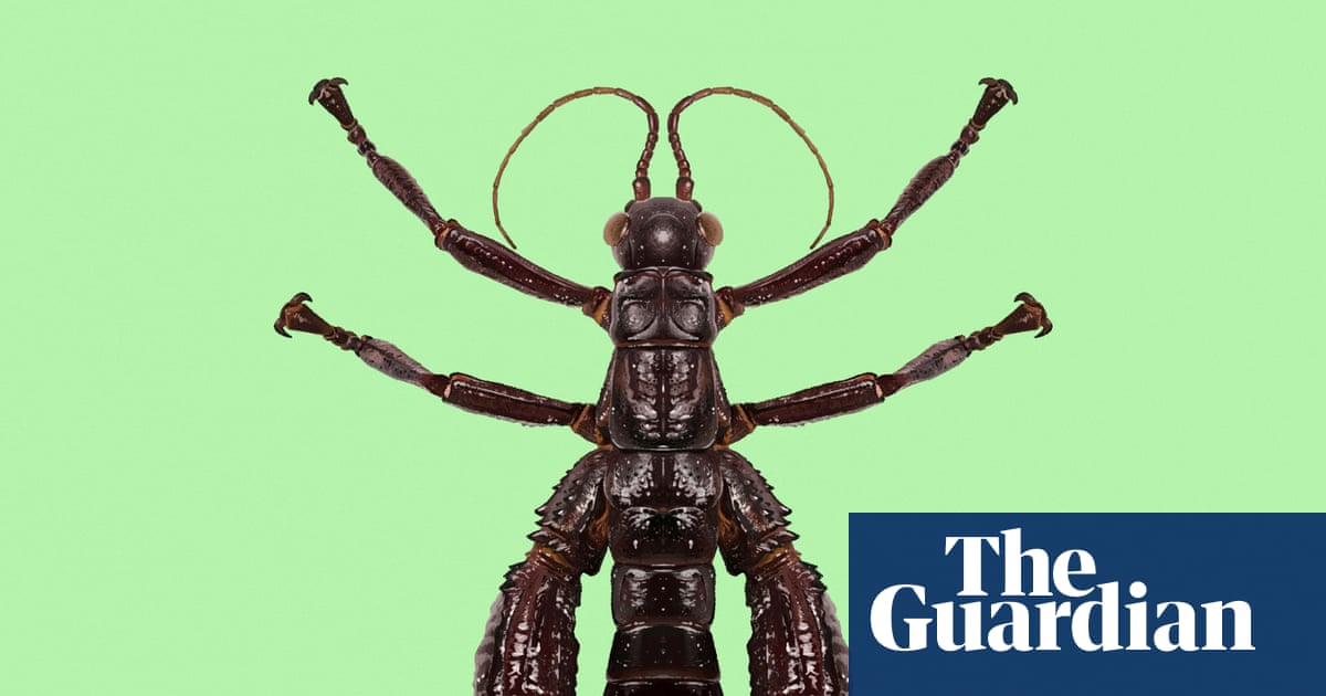 ‘Walking sausage’: the giant stick insect that proves it’s not over till we give up | Environment