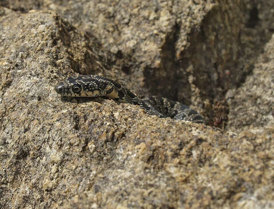 More than 12,000 snakes have been culled on Ibiza since 2016, but the invasion keeps expanding. Image Credits: Wikimedia Commons Image