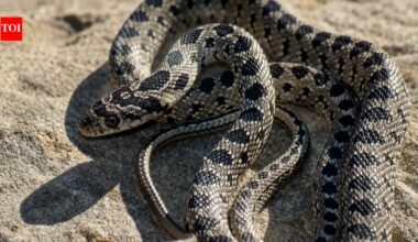 Ibiza’s invasive snakes are doing more than hunting lizards; researchers found their spread is accelerating, reducing the time to local lizard loss from more than 10 years to about 3 |