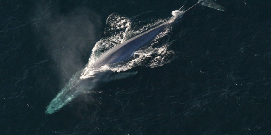 10 of the biggest animals to ever exist in the world's oceans