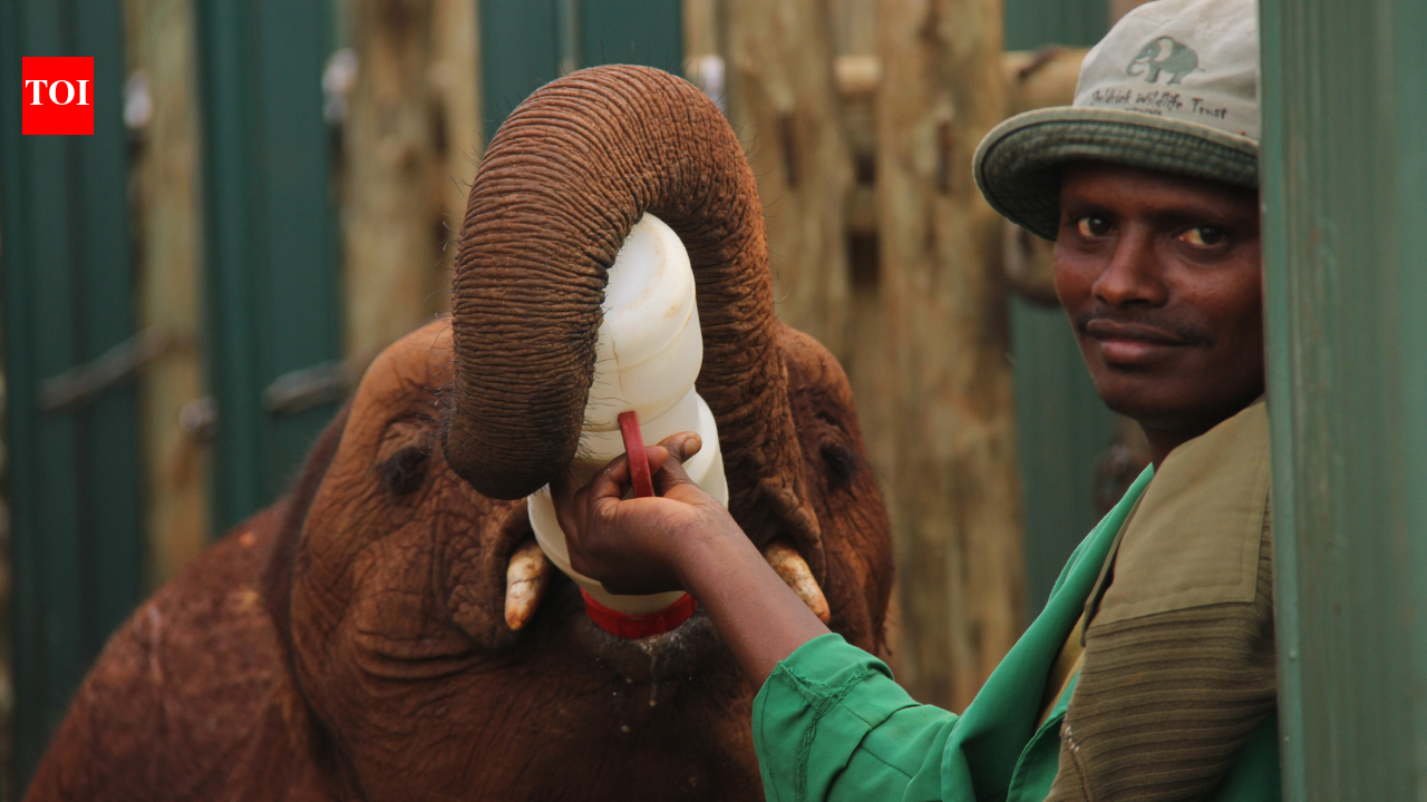 In the 1970s, a Kenyan conservationist spent years perfecting milk for baby elephants: Her formula has helped save more than 300