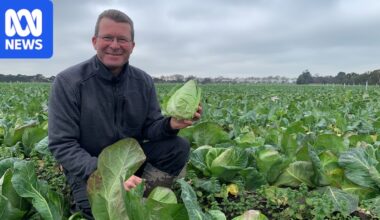 Sugarloaf cabbage takes the spotlight as vegetable of the year